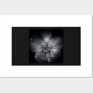 Backyard Flowers In Black And White 30 Posters and Art